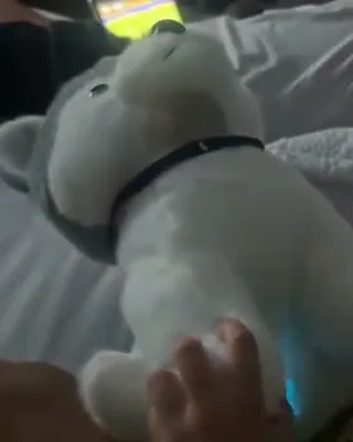 Nebu Husky iluminándose mientras una niña lo acaricia, sin mostrar su rostro